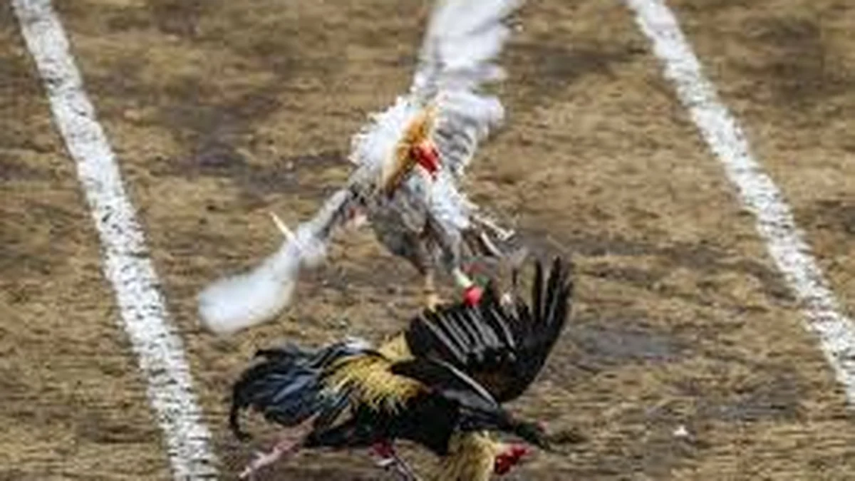 France flags 'cockfighting activities' involving Filipinos; PH Embassy issues warning - YamanPlus Philippines