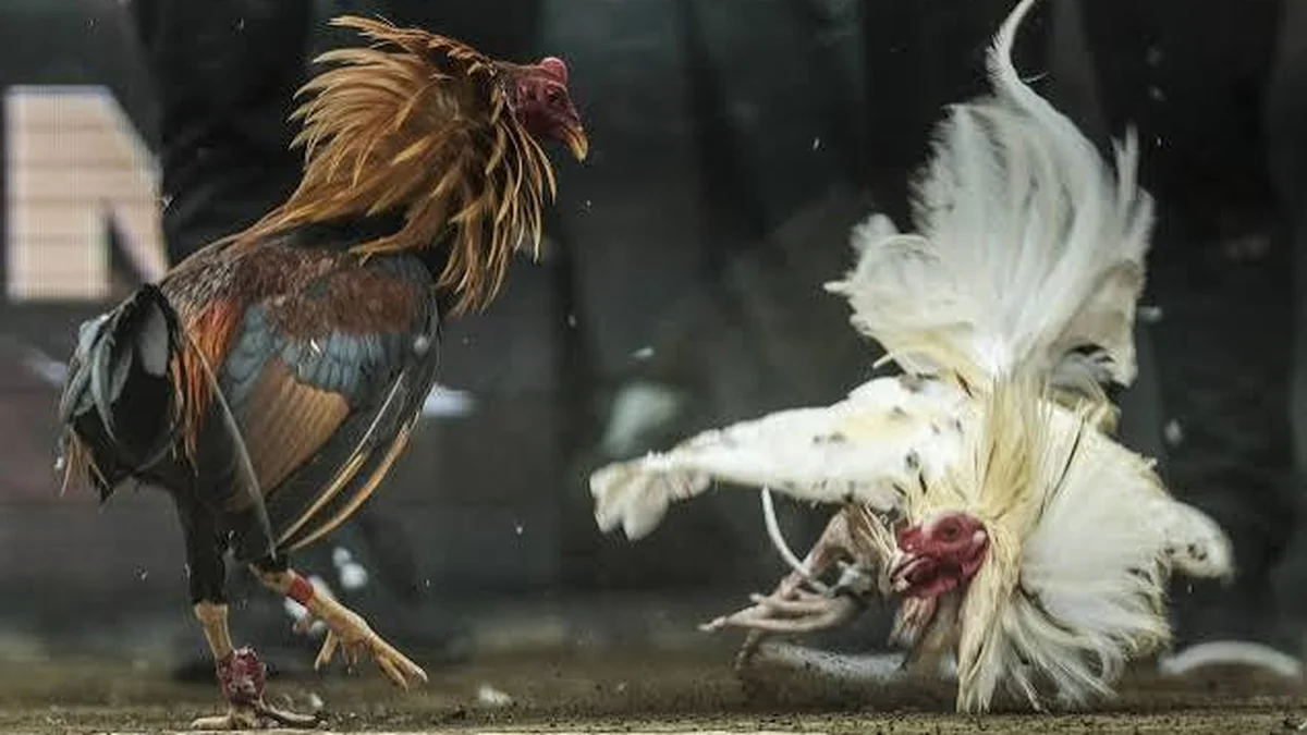 Online cockfighting wagers rake in billions in the Philippines - YamanPlus Philippines